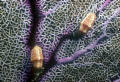 Flamingo Tongue..... Nikonos RS 50 mm Macro and 2 Ikelite SS 200's shot on Kodachrome 64