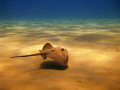 Mediterranean stingray hovers over the sandy bottom of Laganas beach, Zakynthos, Greece; canon 720is + red filter