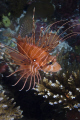 Lionfish...ari atoll