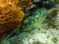 Yellow stingray. Bloody Bay, Little Cayman