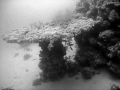 A large table coral while experimenting in black and white