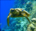 Front view of turtle in Marsa Alam, Egypt