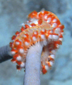 Fireworm on a coral at Witch's Hut, Bonaire. Sealife DC1000, no flash.