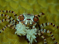 What are you looking at? wanna fight? The greatest boxer crab! But sometimes i can cheer you up too :)