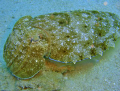 Cuttlefish in Marsa Alam, Egypt