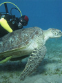 Igor - the best diver I know, and a turtle in Abu Dabbab, Egypt; Canon 720is with 2 x Inon Z240