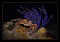 When I night dive in Cozumel I always see these big coral crabs but even with the beautiful texture of their shell the shots all start to look alike.   So I felt really lucky to catch this poser as it ran up on a rock and posed with the finger coral