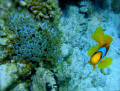 Anemone fish in Marsa Alam, Egypt