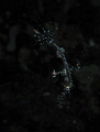 Ornate Ghost Pipefish Juvenile. Taken With Canon Ixus 9515. No Strobe.