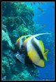 Couple of Butterflyfishes (Heniochus intermedius) @ Ras Mohammed