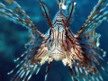 This Lionfish was quite interested in the camera and gave me the opportunity for some nice close-up shots.