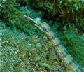 Close up of a really small pipefish in Marsa Alam,Egypt