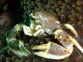 Porcelain crab perched with usual clown fish.  Beautiful first dive of the day..