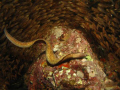 White eyed moray hunting glass fish. One of about 50 all hunting together, quite a spectacle!