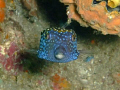 The site was Hin Daeng i followed this little box fish then he just turned and said oooohhhhh.....  Fuji fd100 no extra's