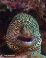 Goldentail Moray Eel in Bonaire