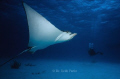 Encounter of Spotted Eagle Ray at end of dive on the way to the dive boat; Kleine Bonaire