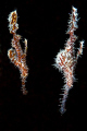 Ghost Pipefish
Nikon D3, 60mm Macro, 2x DS200 strobes
The photo is taken at Koh Dok Mai.