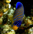 Regal Angelfish at Marsa Alam, Egypt