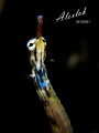 Night dive at Mabul island, Sabah. Pipefish everywhere, photo taken by Canon G10 with single strobe.