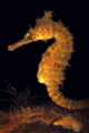 White's Seahorse