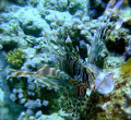 Feeding lionfish in Marsa Alam, Egypt