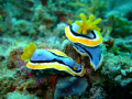 Nudibranch - taken with fuji f31 w/ internal strobe.
El Nido, Palawan, Philippines