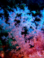 Beautiful softcoral in Marsa Alam, Egypt