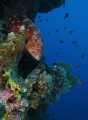 A coral grouper on Marsa Shagra Village house reef, Egypt; Canon 720is & Inon Z240