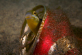 Blenny In Coke Can