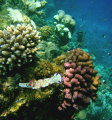 nudibranch on nice coral (originally snapped on boring coral!)