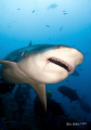 Feb-March in Fiji brings the hungry female bull sharks back in droves.  After giving birth up the rivers the girsl head back to the deep waters of the Beqa channel with ferocious appetites.