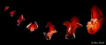 Tango......

Composition of different shots of Hexabranchus sanguineus (Spanish dancer) from my friend Roberto Bacigalupi