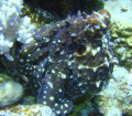 Octopus in Marsa Alam, Egypt