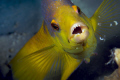 This Spanish Hogfish wanted me to back up.  Taken with a 100 mm macro lens on a Canon 40D in an Ikelite housing and Ikelite strobes.