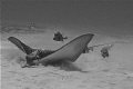 smooth trunkfish with spotted eagle ray in black and white