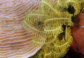 Feather Star and coral