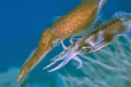 Reef Squid in the process of mating caught in mid water at Bari Reef in Bonaire.