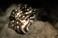 Pygmy Leatherjacket