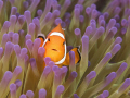 Anemone fish ~ Raja Ampat