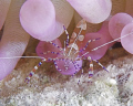 Caught this Spotted Cleaner Shrimp in a purple anemone at the Salt Pier in Bonaire with a Canon 5D, 100mm Macro lens