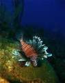 Lion fish....