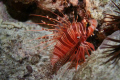 Young Turkeyfish at night on Gun Beach