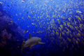 Whitetip reef shark
Photographed at Sipadan, Borneo, Malaysia