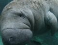 This Manatee followed us the whole day while diving in Crystal River, Florida.  He continually rolled over to get his belly scratched.