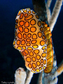 Flamingo Tongue. Taken in December in Roatan.