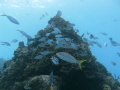 Fish swimming along the reef.  Photo was taken while diving with John Pennekamp in Key Largo.