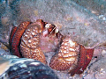 Hermit Crab. Taken at Blue Heron Bridge in West Palm Beach. Used a Olympus Stylus 6000 with a Olympus housing ( no strobe ).