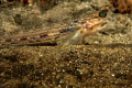 Groove Cheek Goby