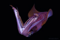 I have seen this squid at a night dive. Looks like I told him: 